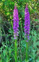 Dactylorhiza saccifera 3.jpg